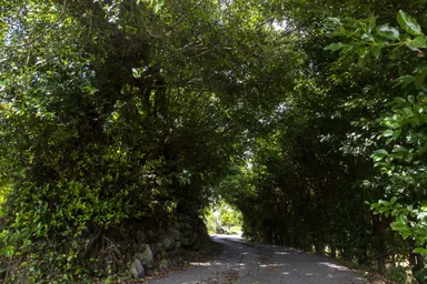 分譲地近隣には絵になるフクギ並木も(2021年撮影)