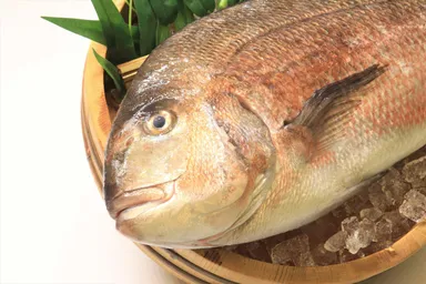 養殖真鯛「式根鯛平君」