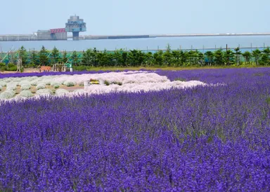 オホーツクラベンダー畑