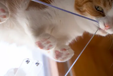 肉球が下から見える(2)