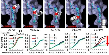 図2　変異型ポンプを用いた阻害剤結合部位の空間的スペースの解析 (上段)阻害剤ABI-PPを水色棒、変異アミノ酸側鎖を白色球で示す。 (下段)縦軸は培養液の濁度、横軸は培養時間、各色ラインは抗菌薬エリスロマイシンと各濃度のPP(阻害剤ABI-PP)併用時における各変異型ポンプ発現株の増殖度合いを示す。阻害剤が結合できる場合は、阻害剤濃度を高めるとポンプが阻害され抗菌薬が排出できなくなり、菌の増殖が抑えられる(赤矢印)。