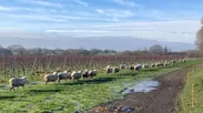 ブドウ畑に放牧される羊