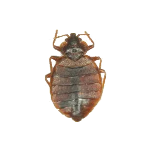 トコジラミ(成虫)　5ミリ～8ミリ