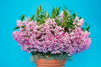 昨年の日本大賞花