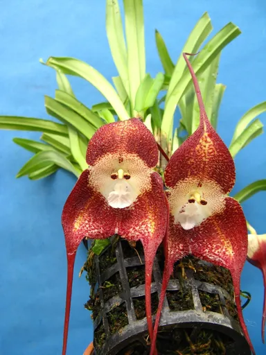 ドラキュラ属シミア