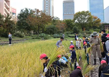 「新・里山」の秋の風物詩となった小学生の「稲刈り」