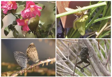 上段：ツバキの蜜を吸いにきたメジロ ／水辺でのギンヤンマの脱皮、下段：シジミチョウの交尾／モズ(野鳥)が残したカエルの“はやにえ”