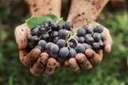 海藻の粉がワイン製造の分野で品質向上に貢献