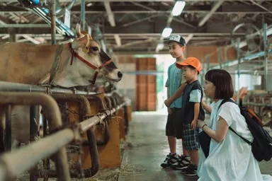 飼育しているジャージー牛