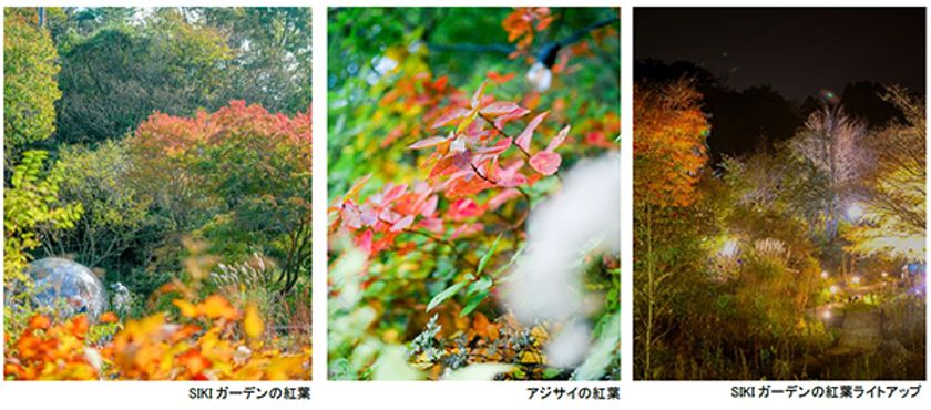 ROKKO森の音ミュージアム エリア内
SIKIガーデンの紅葉が見頃です