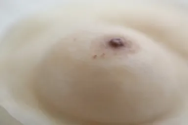 ルアナブレスト(R)画像