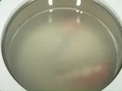 7.超音波洗浄機で菌を除去。溶けだした菌で濁った洗浄液