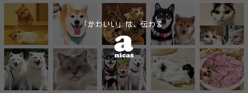ペットタレントプロダクションanicasが設立して満5年を迎え、
タレントへの報酬額が累計1億2,000万円を突破！