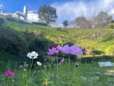 コスモス（現在の様子）