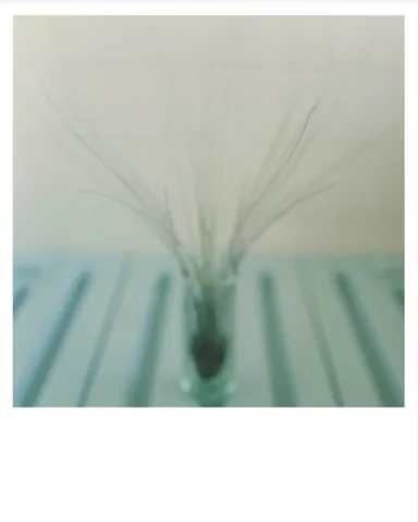 川内倫子 《Early Works 1997》