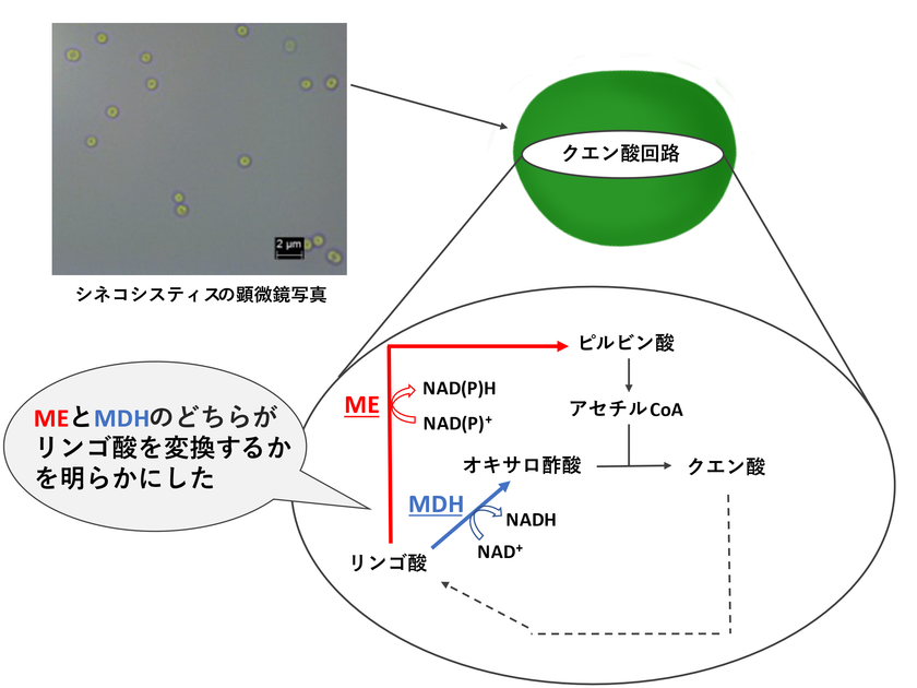 リンゴ酸が“ピルビン酸”に変換される特殊なクエン酸回路を発見
明治大学大学院農学研究科 伊東昇紀助教・小山内崇准教授らの研究グループ
