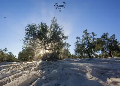 今期オリーブ収穫の様子_4