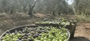 今期オリーブ収穫の様子_2