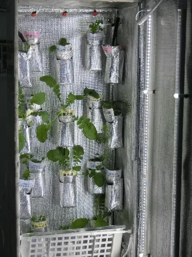 みどりのHATAKE(2)