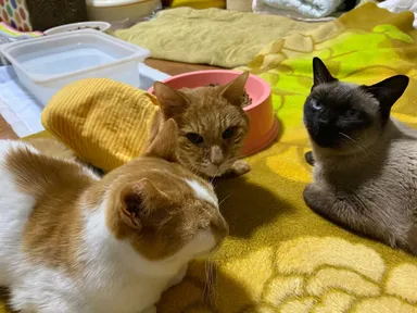 少しでも穏やかな猫生を