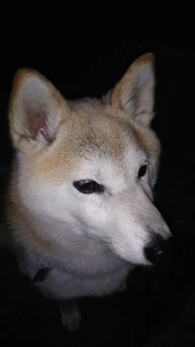 元気で瞳のきれいな子