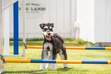 併設のドッグランド