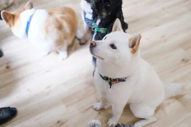 ドッグトレーニングも