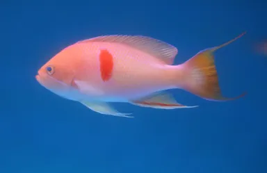 アカオビハナダイ