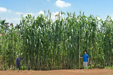 「スーパーソルガム」実証実験の模様