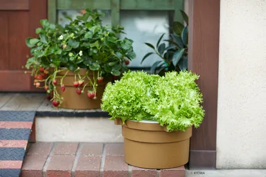 ぷくぷくII　レタス・イチゴ