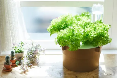 ぷくぷくII　室内栽培　レタス