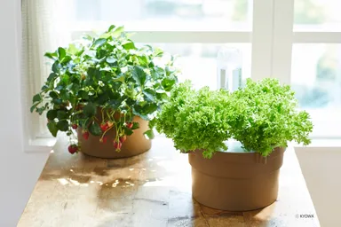 ぷくぷくII　レタス・イチゴ(2)