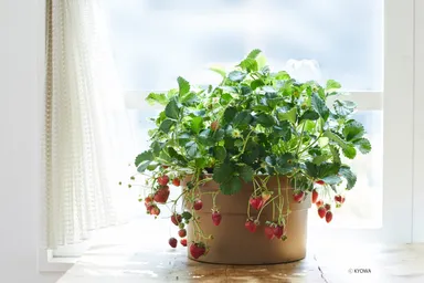 ぷくぷくII　イチゴ