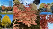 東京都内をショートトリップ！「東京の紅葉庭園ツアー」