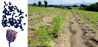 食品医学研究所で試験栽培中のニゲラ・サティバ