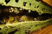 プロポリスと蜂の巣箱