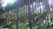新潟県農林公社が管理する林（南大平団地）