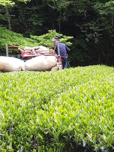 山の上の茶畑