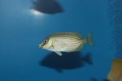 サンゴアイゴ