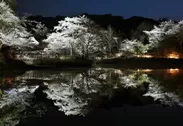 夜桜の水鏡