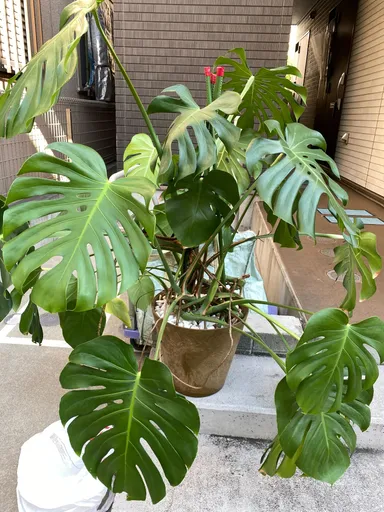 治療前のモンステラ