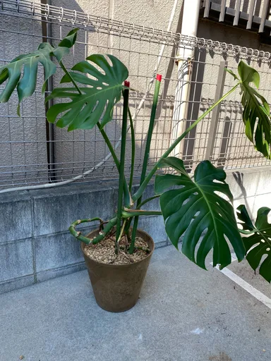 治療後のモンステラ