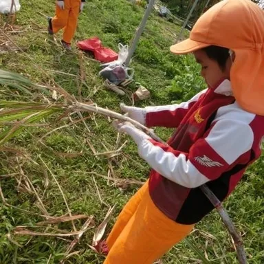 サトウキビ収穫・沖縄保育園