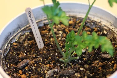 『Uee Farmオリジナルプランツマーカー』3