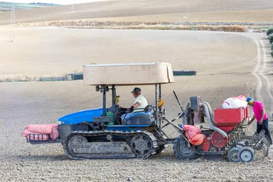 ニンニクの栽培のようす