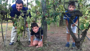 生産者 Cantina Robertiello