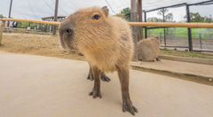 カピバラ