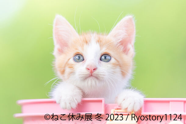 新たなスター猫登場 23年 癒しの猫の祭典 が幕開け ねこ休み展 冬 23 が1 27 金 2 26 日 東京で開催 2 22 猫 の日 限定特別企画も実施 株式会社baconのプレスリリース