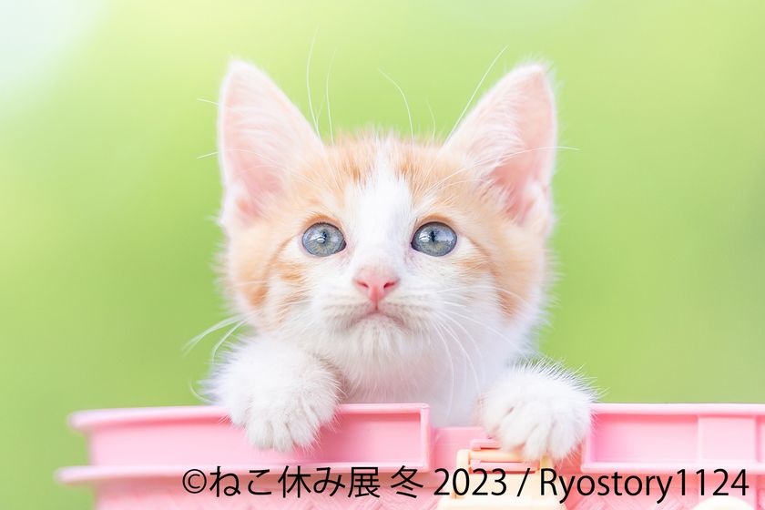 新たなスター猫登場 23年 癒しの猫の祭典 が幕開け ねこ休み展 冬 23 が1 27 金 2 26 日 東京で開催 2 22 猫 の日 限定特別企画も実施 株式会社baconのプレスリリース