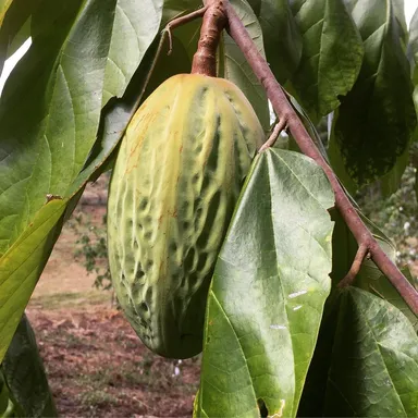 カカオの仲間マカンボ